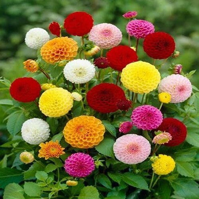 LPR DAHLIA Seed(5 per packet)