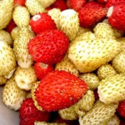 KNESSiN Bonsai Delicious Fruit Strawberry Seeds Red Yellow Mixed Seed(50 per packet)