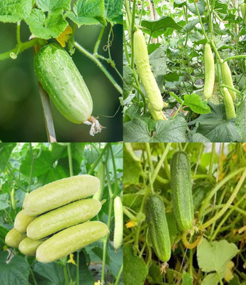 ibains Cucumber vegetable plant seed Kakari sosa seeds beej 67 Seed(67 per packet)