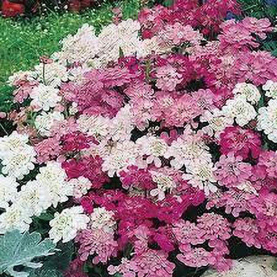 KANAYA white Evergreen Candytuft Flower Seed(100 per packet)