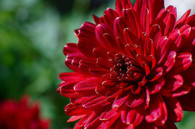 CYBEXIS Red Guldaudi, Chrysanthemum Seeds Seed(25 per packet)