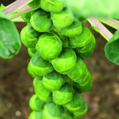 CYBEXIS Rare Seeds of Vegetable Brussels Sprout Crispus 2000 Seeds Seed(2000 per packet)