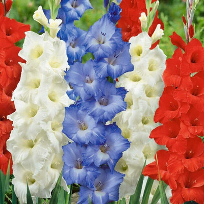 WILLVINE XL-50 Giant Flowering Mixed Colors Gladiolus Bulbs Seed(20 per packet)