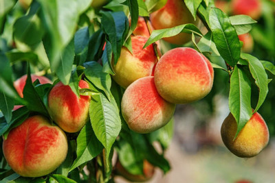 Aywal Peach Fruit Seed(1 per packet)