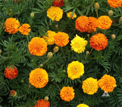 Qualtivate PUAS-256 Dwarf French Marigold Seed(500 per packet)