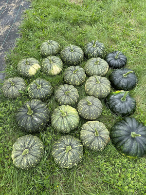 KNESSiN Early-Maturing Indian Sweet Pumpkin Seeds For Gardening (60 Seeds) Seed(60 per packet)