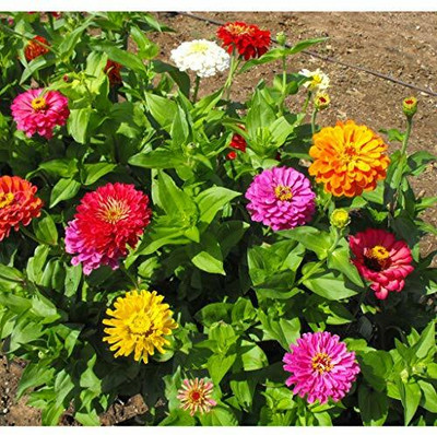 UGRA Flower Zinnia Mixed Seed(30 per packet)