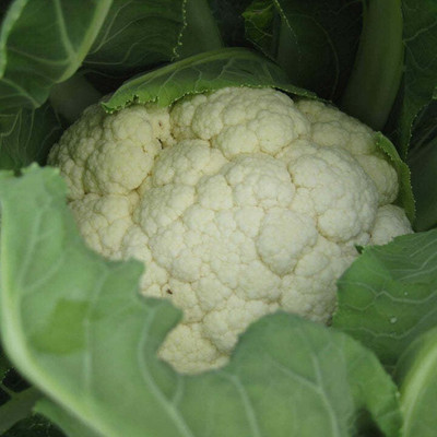 Quentova Cauliflower 'Skywalker'-8O-VIC Seed(200 per packet)
