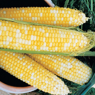 WILLVINE HUA -I Honey and Cream Corn Seed-[250g] Seed(1000 per packet)