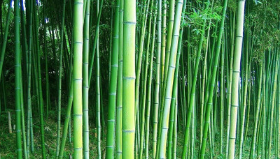 wequality bamboo tree seeds Seed(26 per packet)