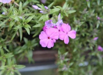 Mozette Exotic phlox Seed(24 per packet)