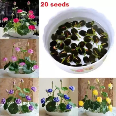 AloGardening Mixed Colour lotus Seed Per Packet- 20 Pc Seed(20 per packet)