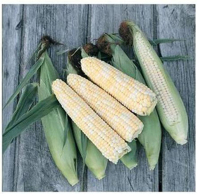 VibeX NBIR-76 - Corn Sweet Double Standard - (250 Seeds) Seed(250 per packet)