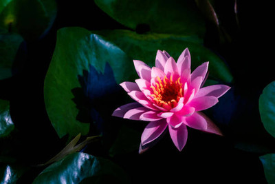 DENWYK lotus,kamal gatta Seed(10 per packet)