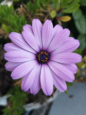 Lorvox DIMORPHOTHECA WHITE OPEN POLLINATED Seed(50 per packet)