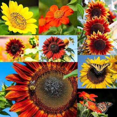 VibeX PUAS-26 - Sunflower Variety Pack - (450 Seeds) Seed(450 per packet)