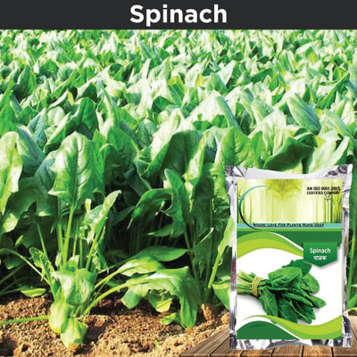 Qualtivate PUA5-A Palak or Spinach Seeds Seed(300 per packet)