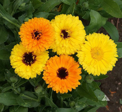 BDSresolve Calendula flower seeds hybrid/Calendula seed 20 Seed(20 per packet)