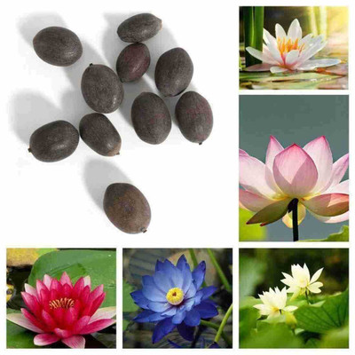 SEMINA VITA lotus seeds for home flower Seed(36 per packet)