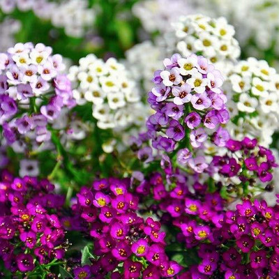 Lorvox Hybrid Sweet Allysum Seed(50 per packet)