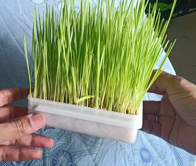 seedbasket Gehun Microgreen Grass Seeds Seed(1 per packet)