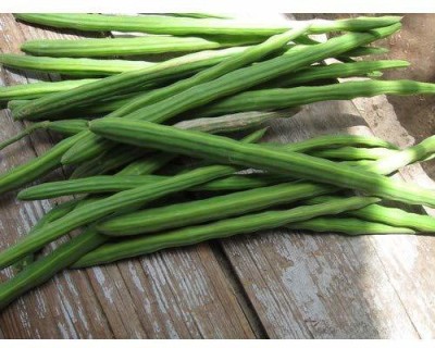 CYBEXIS XLR-91 - Moringa Oleifera (Drumstick Tree) - (1350 Seeds) Seed(1350 per packet)