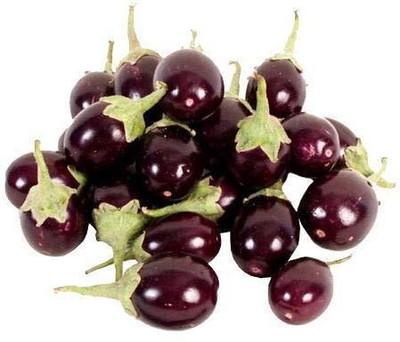WILLVINE Hybrid Vegetable Brinjal Small Chu Chu -[200 Seeds] Seed(200 per packet)
