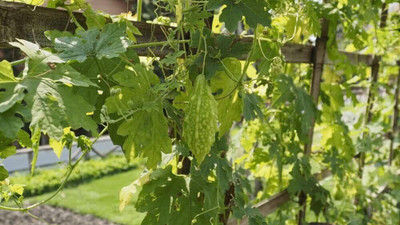 CRGO KARELA , BITTERGOURD Seed(20 per packet)