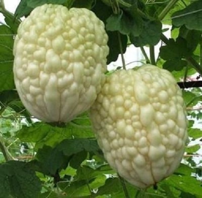 Qualtivate ICRA-7A Hybrid Bitter Gourd White Long High Yield Seed(50 per packet)