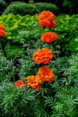 Crumar marigold/gende ka phool flower seeds Seed(25 per packet)