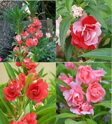 ibains Balsam plant seeds beez 82 Seed(82 per packet)