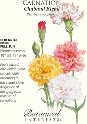 CYBEXIS Chabaud Carnation Seeds - Perennial Seed(50 per packet)