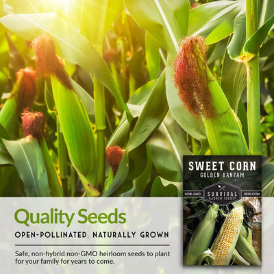 VibeX GBPUT-78 - Golden Bantam Sweet Corn - (2250 Seeds) Seed(2250 per packet)