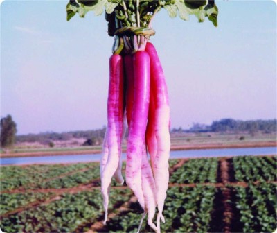 KNESSiN Farm Radish Half Red -{800 Seeds} Seed(800 per packet)