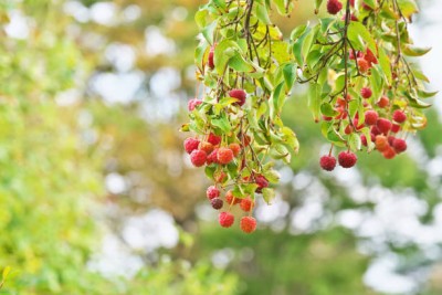 MAA LITCHI,LICHEE,LYCHEE Seed(10 per packet)