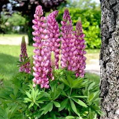 Aywal Lupin Mix Color Flower Seed(5 g)