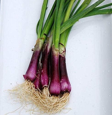 KNESSiN F1 Hybrid Crimson Forest Bunching Onion Seeds for Garden-(300 Seeds) Seed(300 per packet)