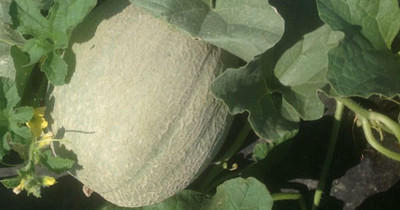 XOLDA Organic muskmelon Seed(36 per packet)