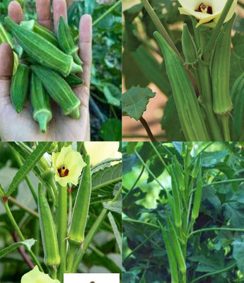ibains Bhindi seeds beez 37 Seed(37 per packet)