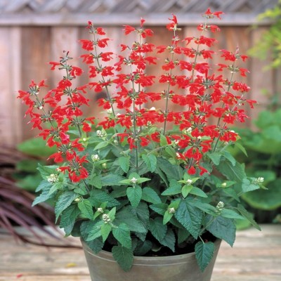 Qualtivate HYB-9A Lady-in-Red Salvia Texas Sage Seed(100 per packet)