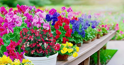 Lorvox Flower Seeds - Sweet Pea (Giant Wave Mixed) Seed(55 per packet)