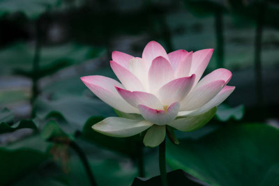 MSG lotus,kamal gatta Seed(11 per packet)