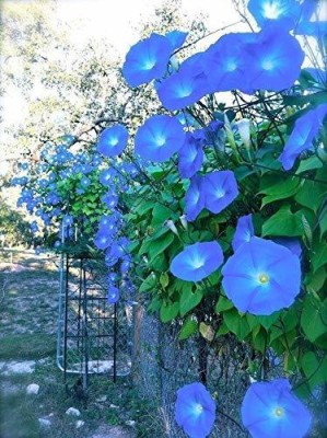 CYBEXIS NDIR-17 - Ipomea Morning Glory - (900 Seeds) Seed(900 per packet)