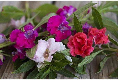 SAMS AGRO BUSH FLOWERED MIX BALSAM Seed(50 per packet)