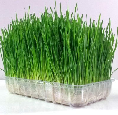 Aywal Wheat grass seeds for planting,High germination Seed(11500 per packet)