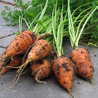 VibeX GBPUT-78 - Red Cored Chantenay Carrot - (750 Seeds) Seed(750 per packet)