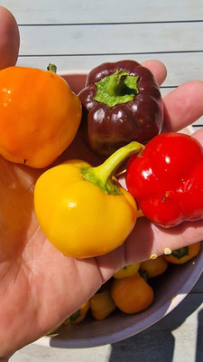 Biosnyg Organic Multicolour Mini Capsicum Vegetable Seeds For Planting-(100 Seeds) Seed(100 per packet)