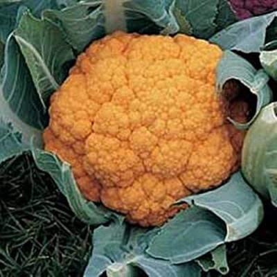 Aywal Cauliflower F1 Hybrid Yellow Variety Seed(10 per packet)