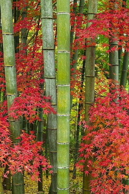 BDSresolve bamboo seeds Seed(15 per packet)