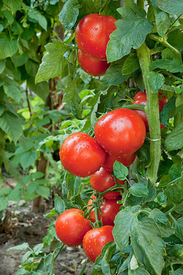 KANAYA tomato Seed(150 per packet)